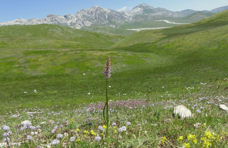 Orchidee a Campo Imperatore tra Medioevo e wilderness  primavera 2023